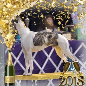 Meet your Posher, Dianne